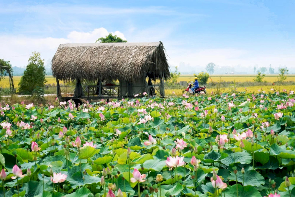 Về Đồng Tháp ngắm cánh đồng sen bát ngát